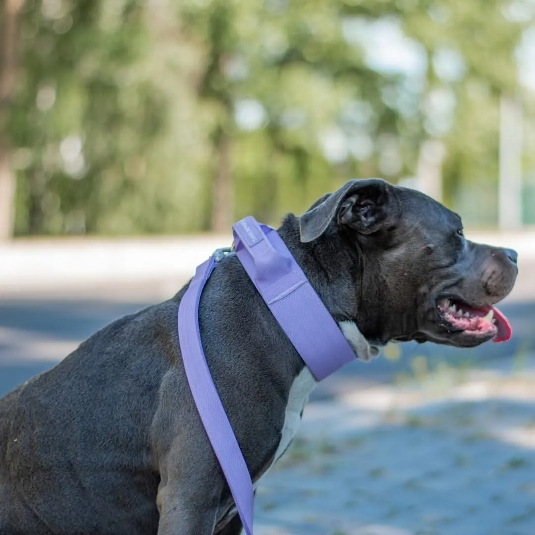 Comfort Control Collar - Lilac