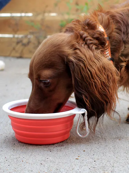 Custom Dog Travel Cups for On The Go H20