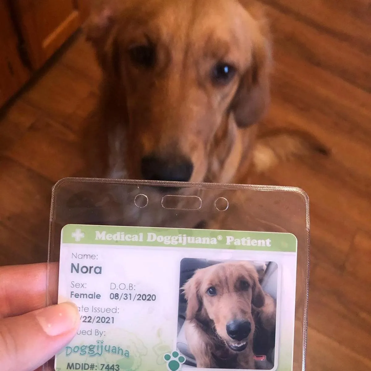 Medical Doggijuana® ID