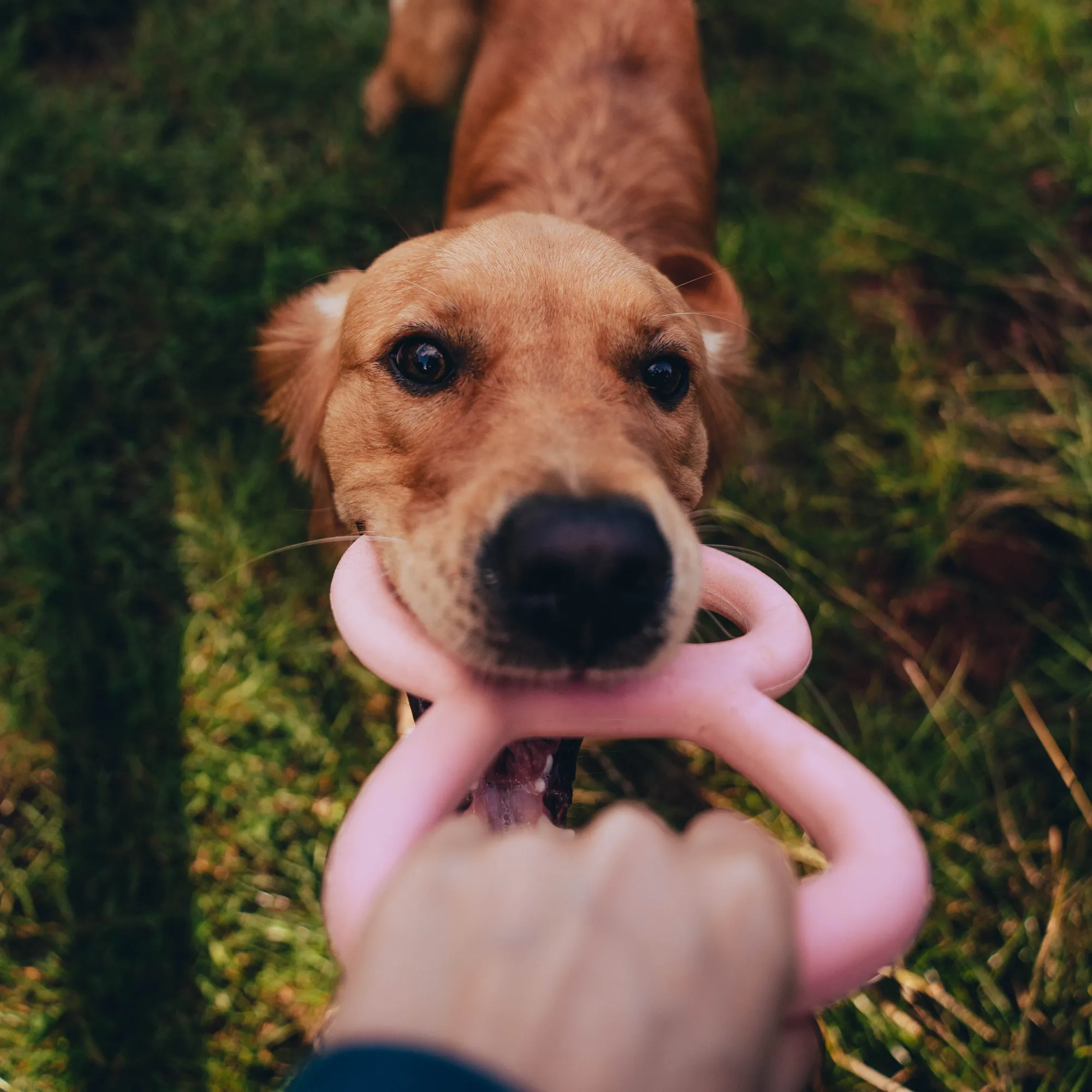 Natural Rubber Tough Tugger