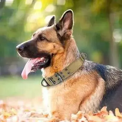 Royal Canine Elegance Tactical Dog Training Collar