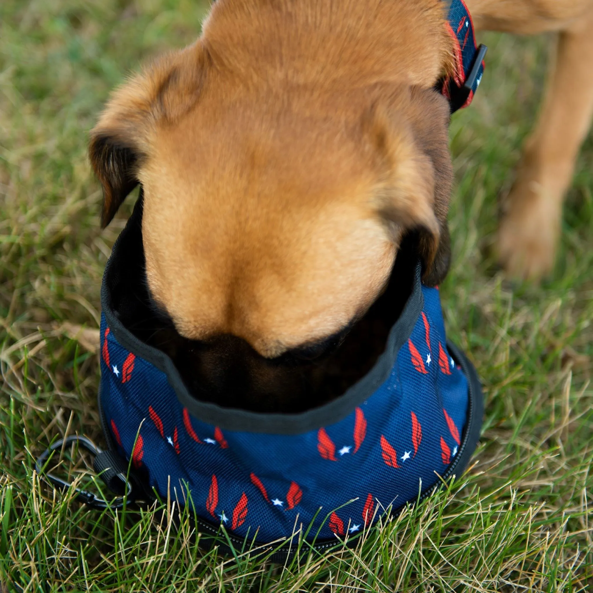 USATF Pet Folded Travel Bowl